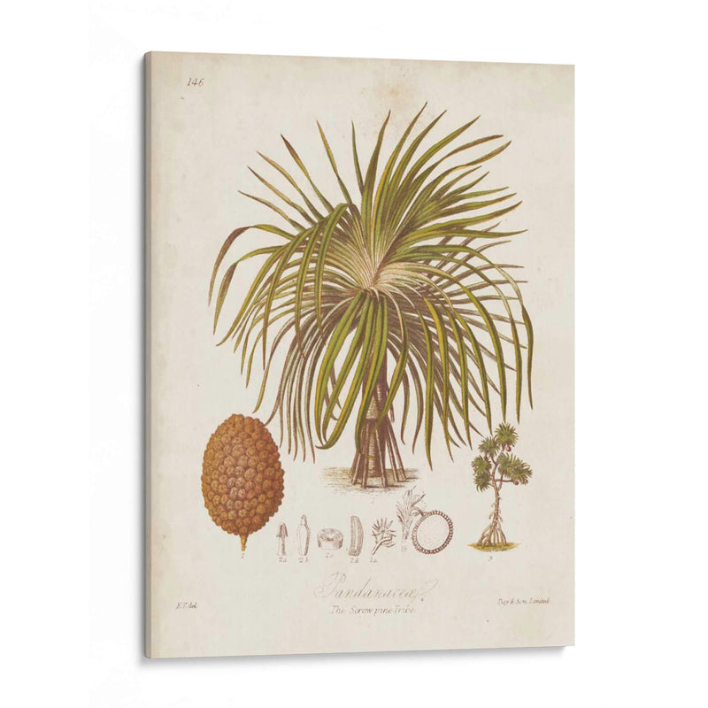 Antiguo Palm Tropical Ii - Elizabeth Twining | Cuadro decorativo de Canvas Lab