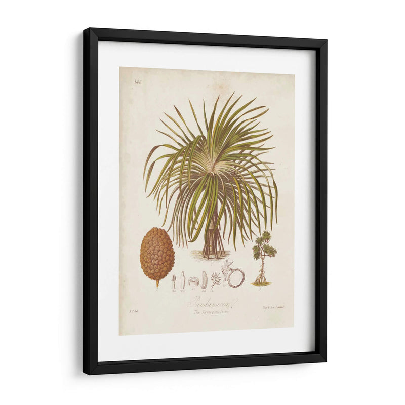 Antiguo Palm Tropical Ii - Elizabeth Twining | Cuadro decorativo de Canvas Lab