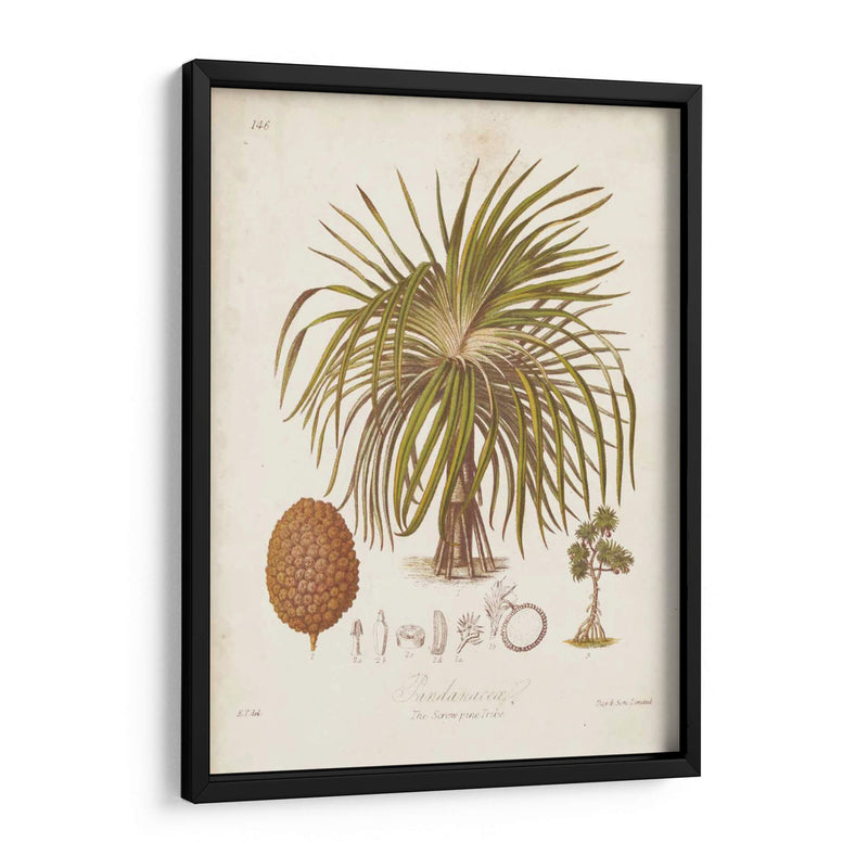 Antiguo Palm Tropical Ii - Elizabeth Twining | Cuadro decorativo de Canvas Lab