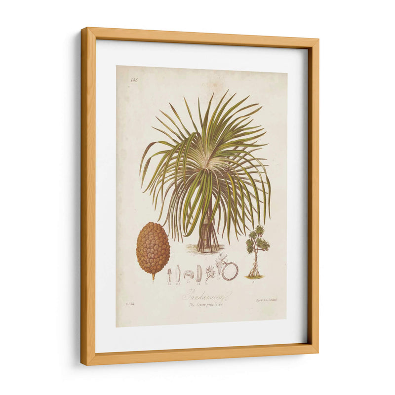 Antiguo Palm Tropical Ii - Elizabeth Twining | Cuadro decorativo de Canvas Lab