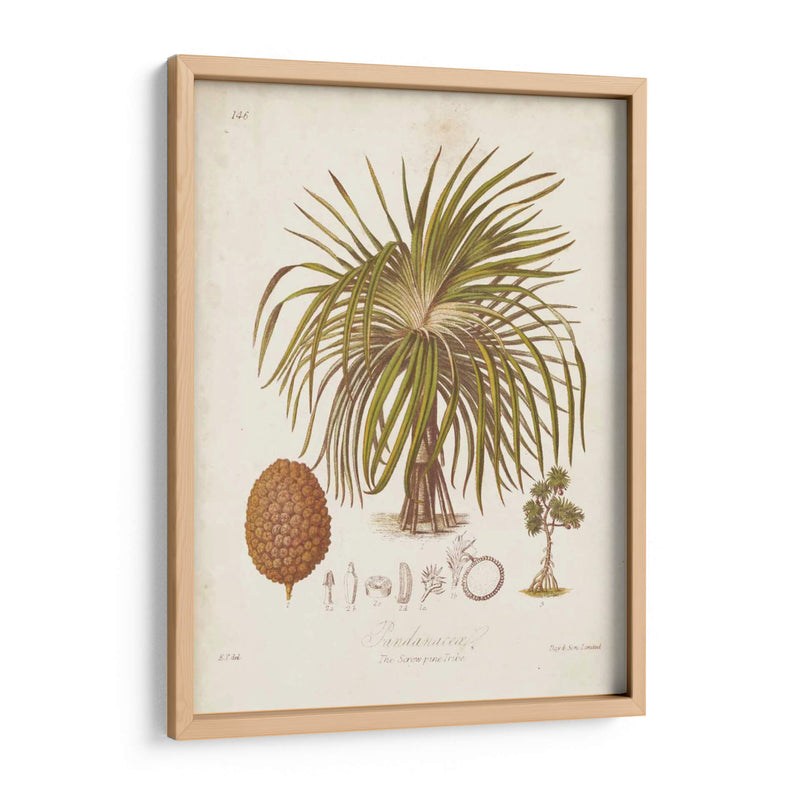 Antiguo Palm Tropical Ii - Elizabeth Twining | Cuadro decorativo de Canvas Lab