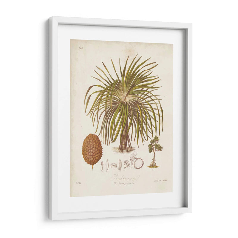 Antiguo Palm Tropical Ii - Elizabeth Twining | Cuadro decorativo de Canvas Lab