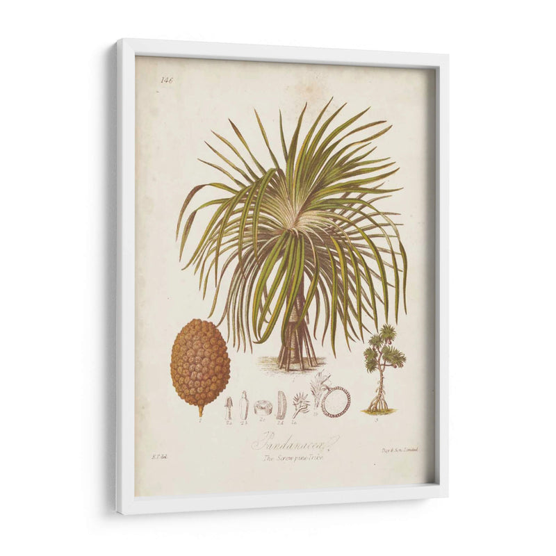 Antiguo Palm Tropical Ii - Elizabeth Twining | Cuadro decorativo de Canvas Lab