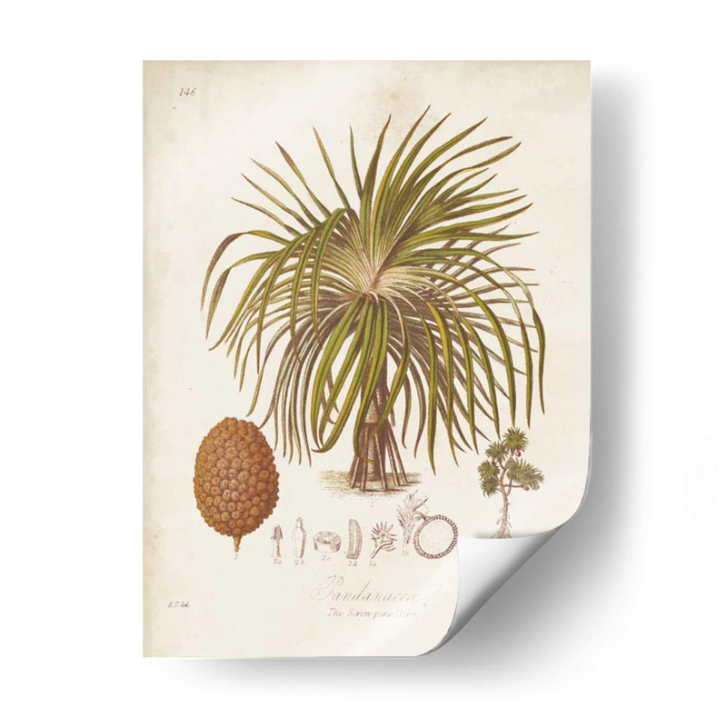 Antiguo Palm Tropical Ii - Elizabeth Twining | Cuadro decorativo de Canvas Lab