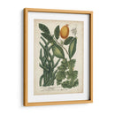 Exótico Weinmann Botanical Iii - Weinmann | Cuadro decorativo de Canvas Lab