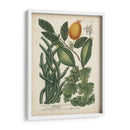 Exótico Weinmann Botanical Iii - Weinmann | Cuadro decorativo de Canvas Lab