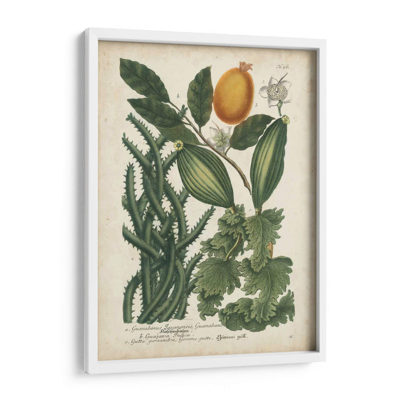 Exótico Weinmann Botanical Iii - Weinmann | Cuadro decorativo de Canvas Lab