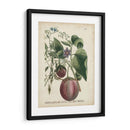 Exótico Weinmann Botánico Iv - Weinmann | Cuadro decorativo de Canvas Lab