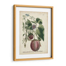 Exótico Weinmann Botánico Iv - Weinmann | Cuadro decorativo de Canvas Lab