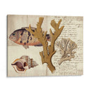 Sealife Journal I - Vision Studio | Cuadro decorativo de Canvas Lab