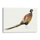 Faisán Acuarela I - Grace Popp | Cuadro decorativo de Canvas Lab