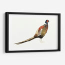 Faisán Acuarela I - Grace Popp | Cuadro decorativo de Canvas Lab