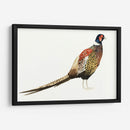 Faisán Acuarela I - Grace Popp | Cuadro decorativo de Canvas Lab