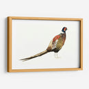 Faisán Acuarela I - Grace Popp | Cuadro decorativo de Canvas Lab