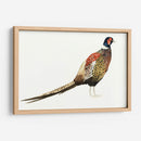 Faisán Acuarela I - Grace Popp | Cuadro decorativo de Canvas Lab