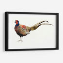 Faisán De Acuarela Ii - Grace Popp | Cuadro decorativo de Canvas Lab