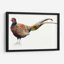 Faisán De Acuarela Ii - Grace Popp | Cuadro decorativo de Canvas Lab