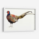 Faisán De Acuarela Ii - Grace Popp | Cuadro decorativo de Canvas Lab