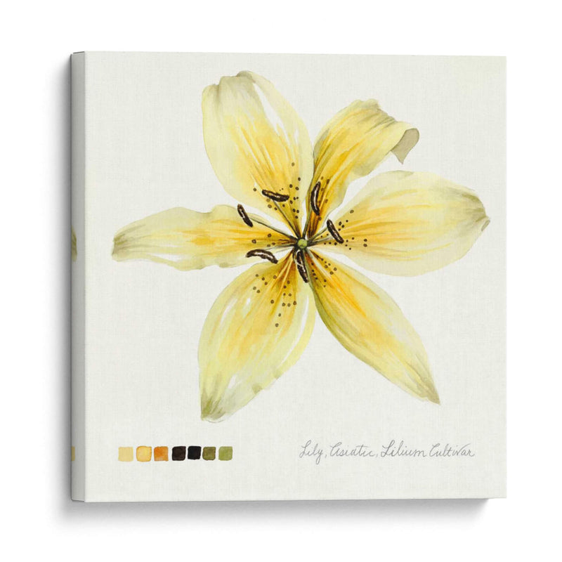 Lilium I - Grace Popp | Cuadro decorativo de Canvas Lab