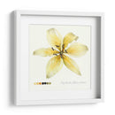 Lilium I - Grace Popp | Cuadro decorativo de Canvas Lab