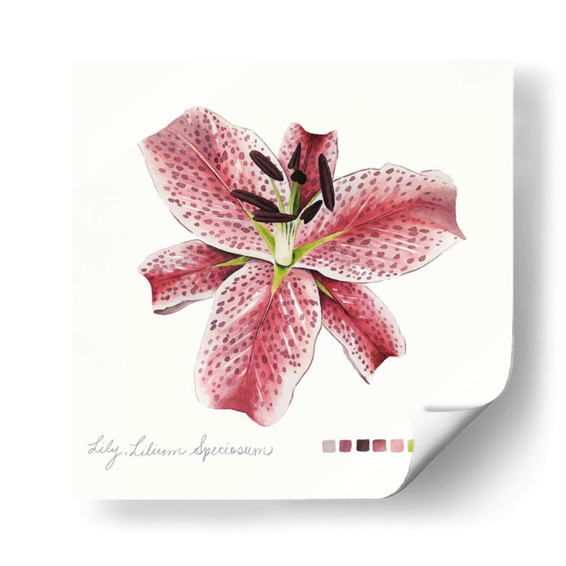 Lilium Iii - Grace Popp | Cuadro decorativo de Canvas Lab