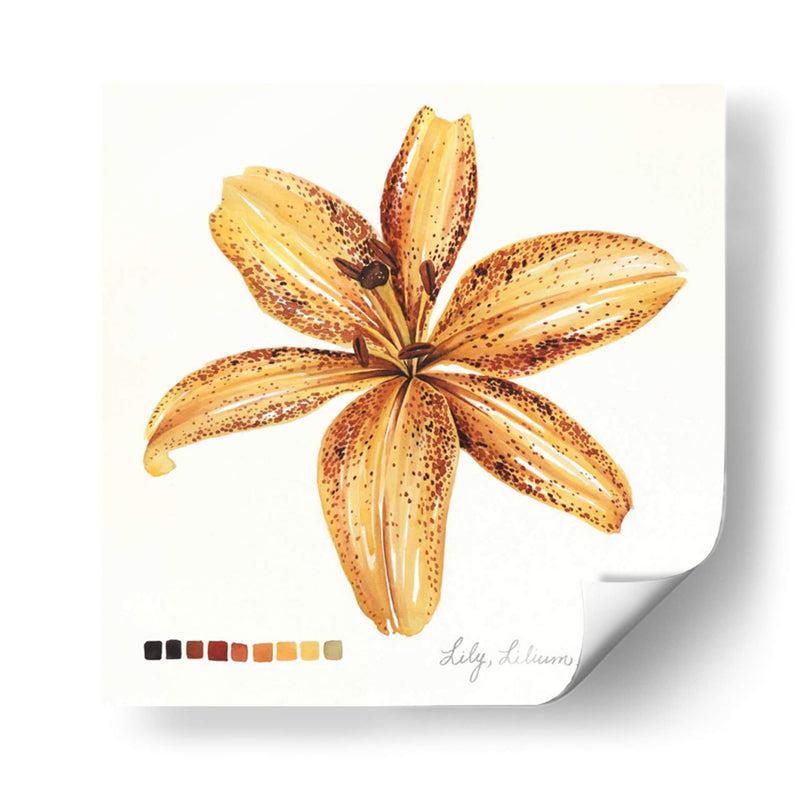 Lilium Iv - Grace Popp | Cuadro decorativo de Canvas Lab