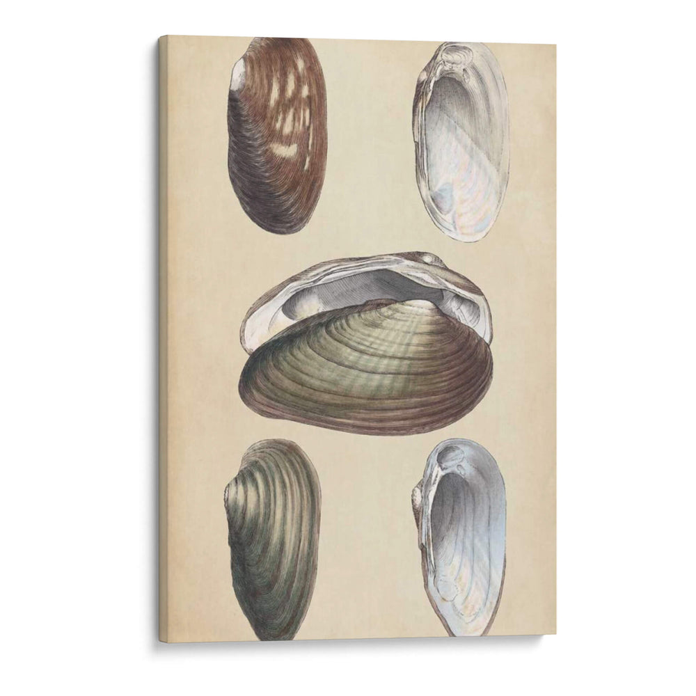 Bivalvos Marinos I - Wood | Cuadro decorativo de Canvas Lab