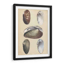 Bivalvos Marinos I - Wood | Cuadro decorativo de Canvas Lab
