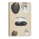 Bivalvuelos Marinos Ii - Wood | Cuadro decorativo de Canvas Lab