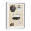 Bivalvuelos Marinos Ii - Wood | Cuadro decorativo de Canvas Lab