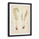 Estudio De Helecho I - Vision Studio | Cuadro decorativo de Canvas Lab