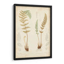 Estudio De Helecho I - Vision Studio | Cuadro decorativo de Canvas Lab