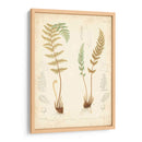 Estudio De Helecho I - Vision Studio | Cuadro decorativo de Canvas Lab