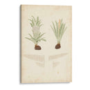 Estudio De Helecho Iii - Vision Studio | Cuadro decorativo de Canvas Lab