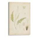 Estudio De Helecho Iv - Vision Studio | Cuadro decorativo de Canvas Lab