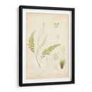 Estudio De Helecho Iv - Vision Studio | Cuadro decorativo de Canvas Lab