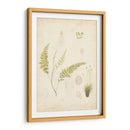 Estudio De Helecho Iv - Vision Studio | Cuadro decorativo de Canvas Lab