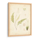 Estudio De Helecho Iv - Vision Studio | Cuadro decorativo de Canvas Lab