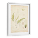 Estudio De Helecho Iv - Vision Studio | Cuadro decorativo de Canvas Lab