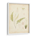 Estudio De Helecho Iv - Vision Studio | Cuadro decorativo de Canvas Lab