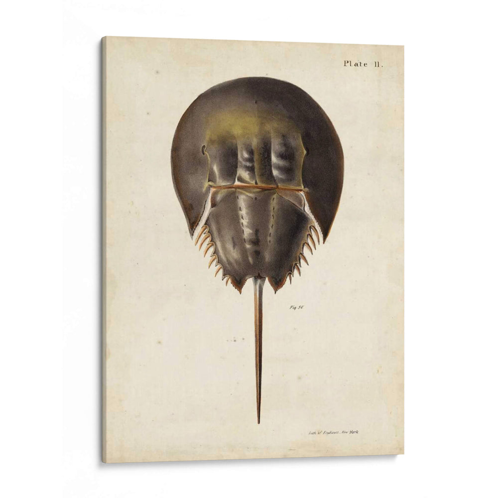 Cangrejo De Herradura Vintage - DeKay | Cuadro decorativo de Canvas Lab