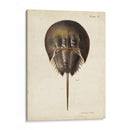 Cangrejo De Herradura Vintage - DeKay | Cuadro decorativo de Canvas Lab