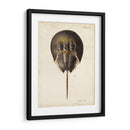 Cangrejo De Herradura Vintage - DeKay | Cuadro decorativo de Canvas Lab