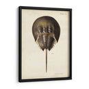 Cangrejo De Herradura Vintage - DeKay | Cuadro decorativo de Canvas Lab