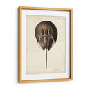 Cangrejo De Herradura Vintage - DeKay | Cuadro decorativo de Canvas Lab