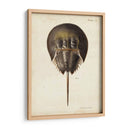 Cangrejo De Herradura Vintage - DeKay | Cuadro decorativo de Canvas Lab