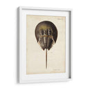 Cangrejo De Herradura Vintage - DeKay | Cuadro decorativo de Canvas Lab