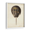 Cangrejo De Herradura Vintage - DeKay | Cuadro decorativo de Canvas Lab