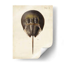 Cangrejo De Herradura Vintage - DeKay | Cuadro decorativo de Canvas Lab