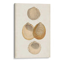 Estudio De Cáscara Anticuario Ii - Vision Studio | Cuadro decorativo de Canvas Lab